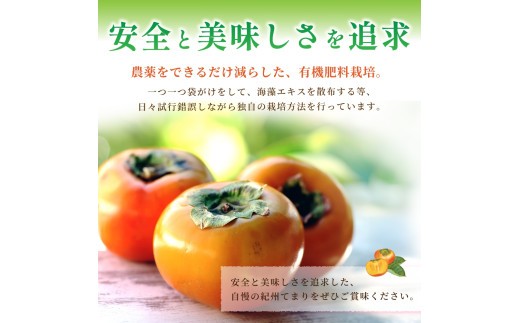 紀州てまり（和歌山県ブランド柿）6～7個入 こだわり農家厳選 先行予約 【2026年10月初旬頃から11月中旬頃順次発送】 / 柿 フルーツ 果物 かき 和歌山 かつらぎ 農家直送 贈答【kgr029
