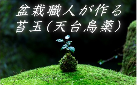 盆栽職人が作る苔玉 天台烏薬 徐福 伝説 自然