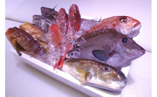 \朝どれ新鮮 鮮魚セット 小 約3kg