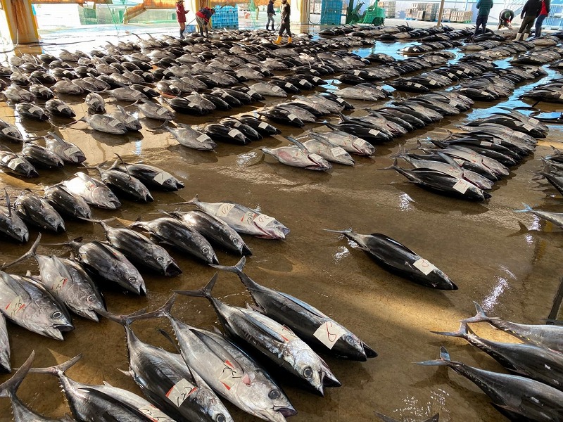 天然 びん長生マグロ 1kg 鮮度抜群の生まぐろをお届けします / 生鮪 鮪 マグロ 生まぐろ ビンチョウマグロ 刺身【tka013A】