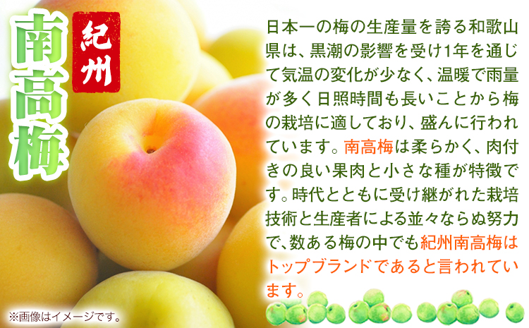 梅干し ひと粒にぎゅっと旨み凝縮 梅干し はちみつ梅 紀州南高梅 つぶれ 梅干し大容量 選べる 450g 900g 1.2kg 2kg 有限会社プラム《30日以内に出荷予定(土日祝除く)》
