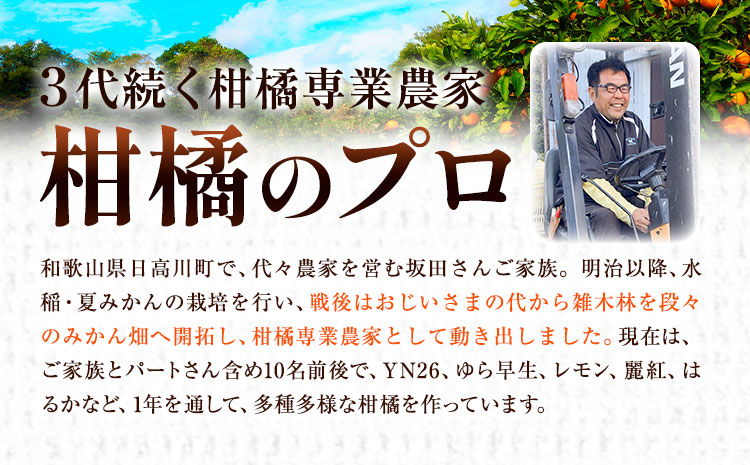 完熟みかん 選べる内容量 5kg 10kg サイズおまかせ どの坂果樹園《12月上旬-2027年2月上旬頃出荷予定》和歌山県 日高町 みかん 早生 旬 柑橘 フルーツ 果物 蜜柑 ミカン
