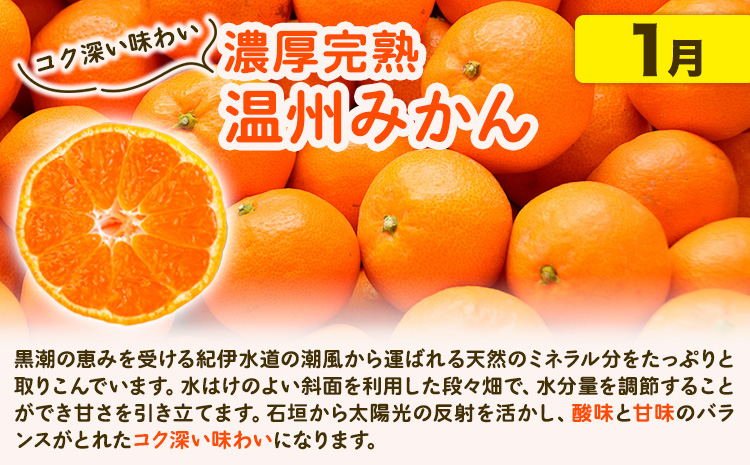 【発送月固定定期便】紀州 和歌山産 旬の ご家庭用 柑橘 セット (みかん 不知火 清見)【全３回】選べる 計16kg 計23.5kg 株式会社魚鶴《1月上旬-4月上旬頃出荷》