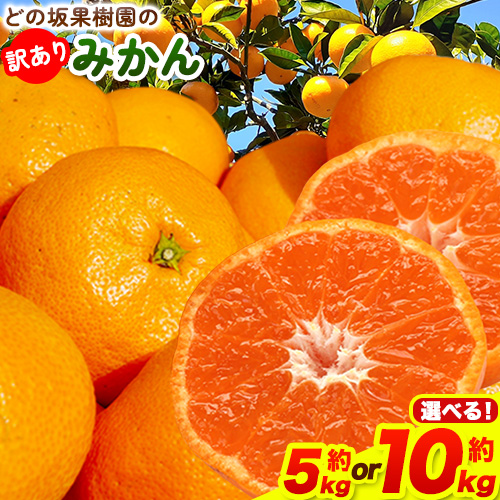 訳あり みかん 選べる 5kg 10kg (サイズおまかせ) どの坂果樹園《12月上旬-2027年2月上旬頃出荷予定》 和歌山県 日高町 産地直送 家庭用 規格外 不揃い 果物 柑橘 サイズ 不選別 訳ありみかん