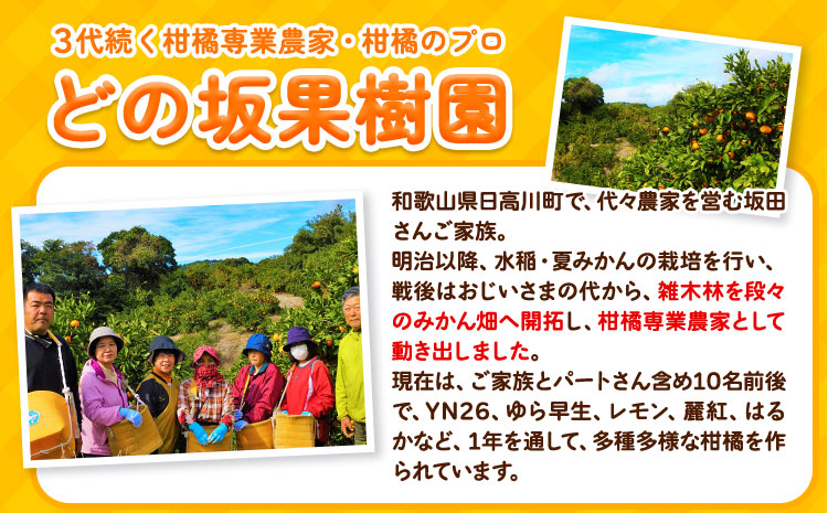 訳あり みかん 選べる 5kg 10kg (サイズおまかせ) どの坂果樹園《12月上旬-2027年2月上旬頃出荷予定》 和歌山県 日高町 産地直送 家庭用 規格外 不揃い 果物 柑橘 サイズ 不選別 訳ありみかん