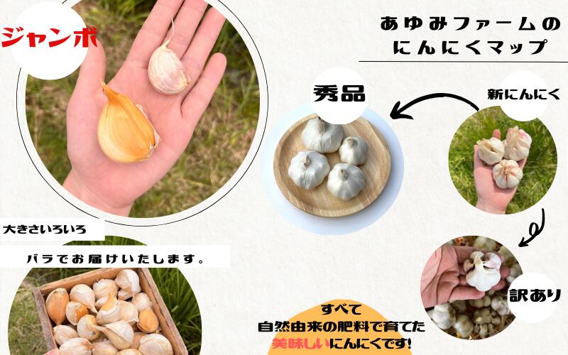 令和８年度産 秘境の地からお届けする あゆみファームのご家庭用ジャンボにんにく 1～5kg【2026年7月下旬から順次発送】【aym009-aym010-aym015A-aym016A-aym017】