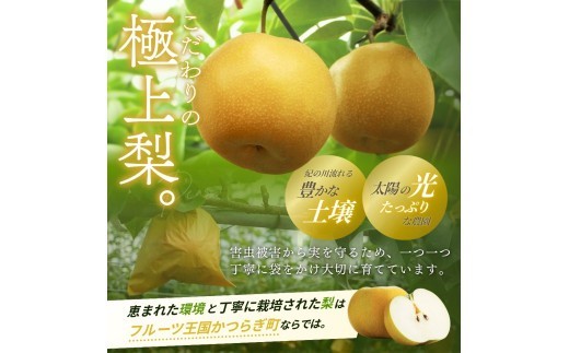 【先行予約】旬の梨(幸水ー豊水ーあきづき) 極上秀品(中玉~大玉)6~8個入り 2026年8月中旬~9月中旬頃に順次発送予定(お届け日指定不可) | 和歌山 梨【kgr015】