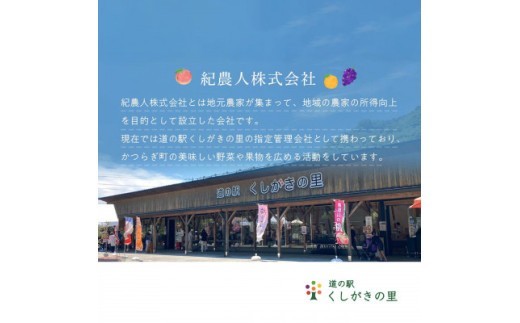 【先行予約】旬の梨(幸水ー豊水ーあきづき) 極上秀品(中玉~大玉)6~8個入り 2026年8月中旬~9月中旬頃に順次発送予定(お届け日指定不可) | 和歌山 梨【kgr015】