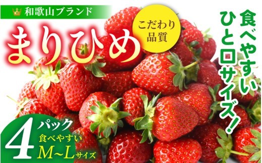 【先行予約】まりひめイチゴ4パック 食べやすいひと口サイズ M~L(15粒~20粒入×4パック)【2027年1月中旬~3月下旬頃に順次発送】(お届け日指定不可)【kgr034】