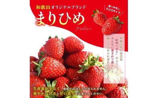 【先行予約】まりひめイチゴ4パック 食べやすいひと口サイズ M~L(15粒~20粒入×4パック)【2027年1月中旬~3月下旬頃に順次発送】(お届け日指定不可)【kgr034】