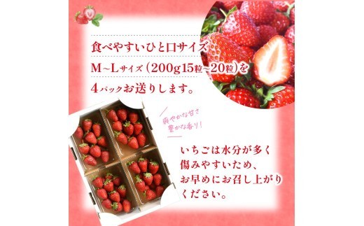 【先行予約】まりひめイチゴ4パック 食べやすいひと口サイズ M~L(15粒~20粒入×4パック)【2027年1月中旬~3月下旬頃に順次発送】(お届け日指定不可)【kgr034】