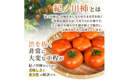 【先行予約】紀の川柿 (果実の中身が黒い!黒蜜柿)希少栽培! 秀品6個~9個 こだわり農家厳選!【2026年10月上旬から11月上旬頃発送】/ 和歌山県 かつらぎ町【kgr044】