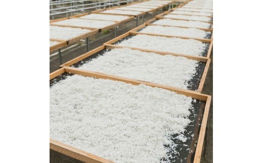 茹でたて釜揚げしらす 1kg箱入り【冷凍】無添加・無着色 しらす シラス 釜揚げ 冷凍【mar112】