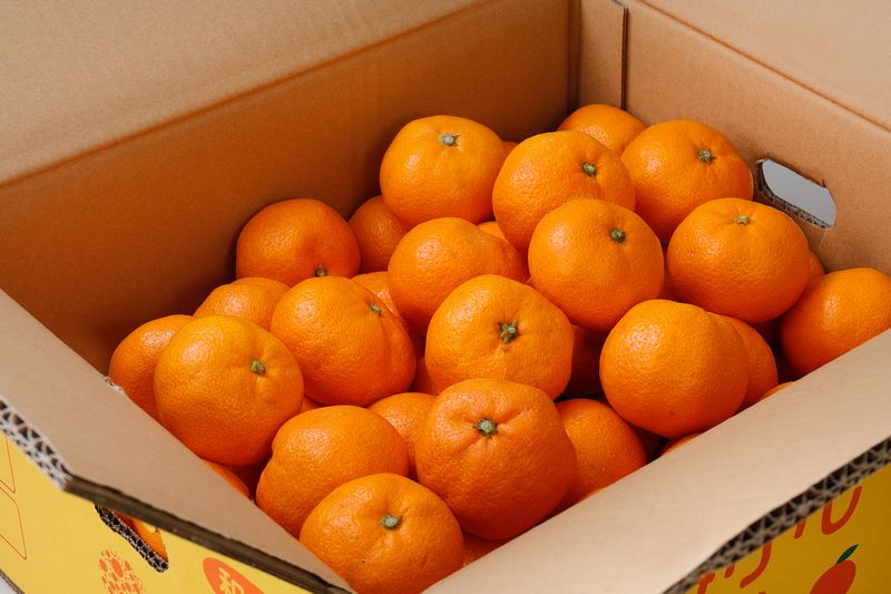 【発送月が選べる】 ご家庭用 こだわりの有田みかん 約5kg+150g(傷み補償分) / みかん柑橘 【nuk160-10】【nuk160-11C】【nuk160-12D】【nuk160-01B】