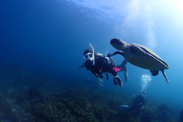 体験ダイビング 1名様分 気軽に水中世界を見に行こう!ライセンス不要、少人数制、泳ぎが苦手な方でもOKです。 スキューバダイビング チケット【ark100A】