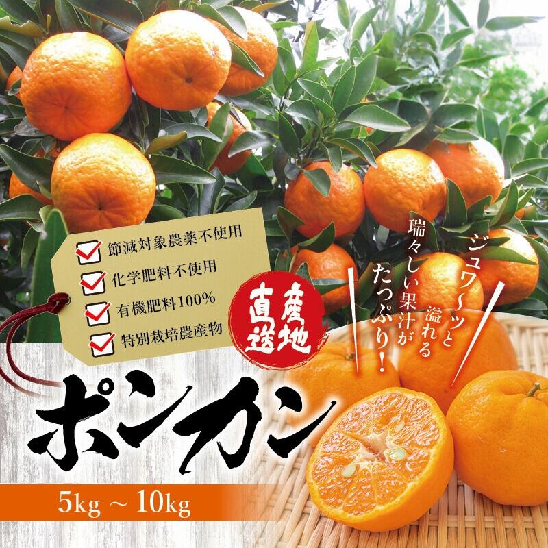 【先行予約】 濃厚な甘さ！くしもとポンカン L～2Lサイズ 10kg 【1月上旬～2月中旬発送予定】柑橘 ぽんかん フルーツ みかん ミカン オレンジ 限定 有機率100%肥料 節減対象農薬不使用 化