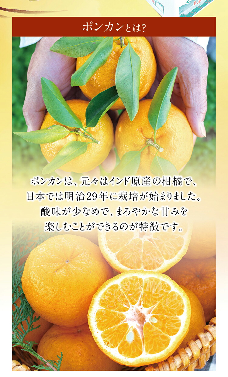 【先行予約】 濃厚な甘さ！くしもとポンカン L～2Lサイズ 10kg 【1月上旬～2月中旬発送予定】柑橘 ぽんかん フルーツ みかん ミカン オレンジ 限定 有機率100%肥料 節減対象農薬不使用 化