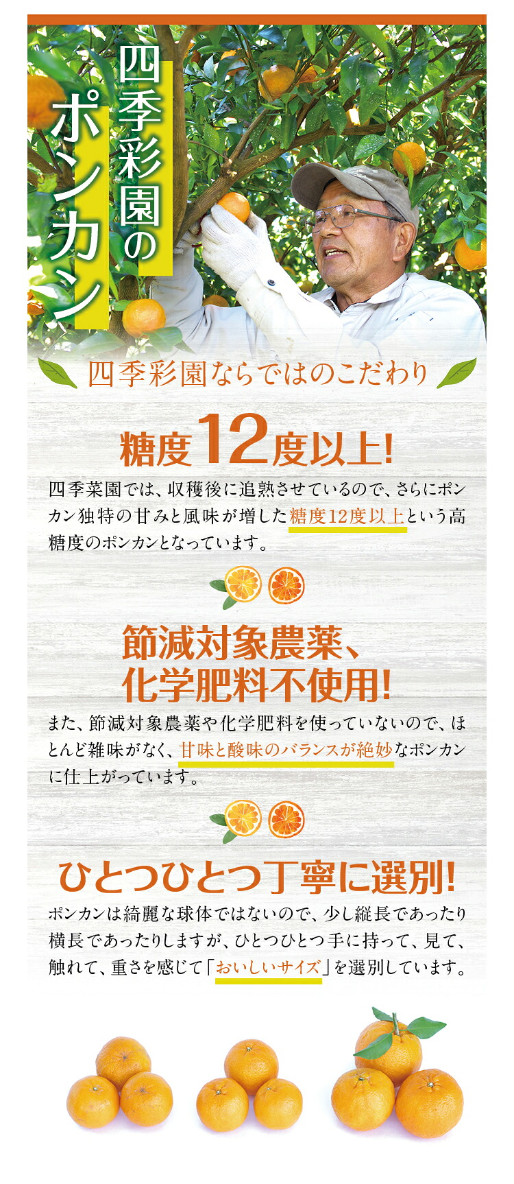 【先行予約】 濃厚な甘さ！くしもとポンカン L～2Lサイズ 10kg 【1月上旬～2月中旬発送予定】柑橘 ぽんかん フルーツ みかん ミカン オレンジ 限定 有機率100%肥料 節減対象農薬不使用 化