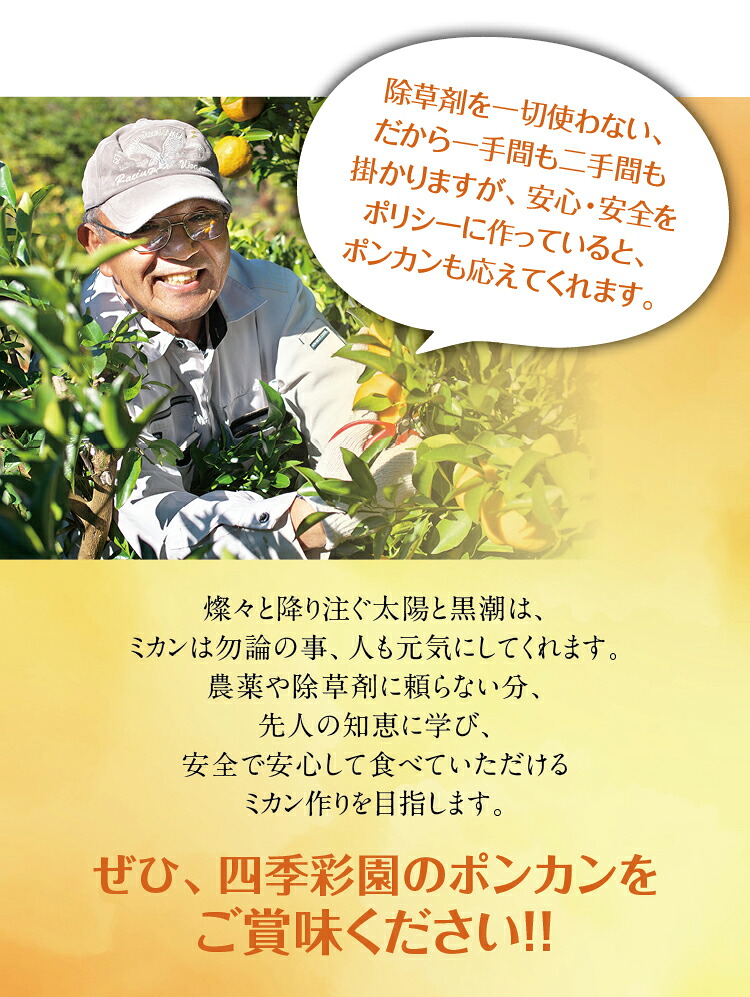 【先行予約】 濃厚な甘さ！くしもとポンカン L～2Lサイズ 10kg 【1月上旬～2月中旬発送予定】柑橘 ぽんかん フルーツ みかん ミカン オレンジ 限定 有機率100%肥料 節減対象農薬不使用 化