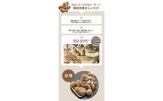 生しいたけ 約1.2kg 南紀串本から芳醇な香りをお届け! 肉厚・栄養満点 生しいたけ 約1.2kg / 椎茸 しいたけ 菌床 きのこ 生しいたけ【ksh001】