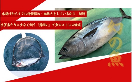 全身トロの幻の魚 高級魚スマガツオ【養殖】【数量限定】700g / かつお 鰹 スマガツオ スマかつお 魚 魚貝 海鮮 養殖 串本町【oos001】
