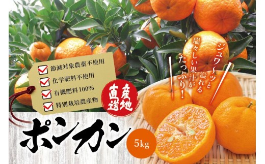 【先行予約】濃厚な甘さ!くしもとポンカン L~2L 5kg 【1月上旬~2月中旬発送予定】 柑橘 ぽんかん フルーツ みかん ミカン オレンジ 限定 有機率100%肥料 化学肥料不使用【sse100】