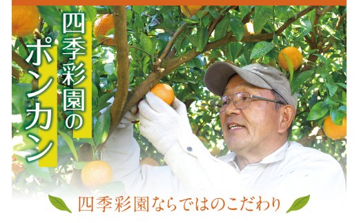 【先行予約】濃厚な甘さ!くしもとポンカン L~2L 5kg 【1月上旬~2月中旬発送予定】 柑橘 ぽんかん フルーツ みかん ミカン オレンジ 限定 有機率100%肥料 化学肥料不使用【sse100】