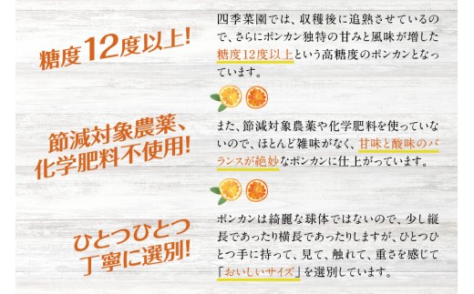 【先行予約】極上！プレミアポンカン 2L～3Lサイズ 4kg 【1月上旬～2月上旬発送予定】 柑橘 ぽんかん フルーツ みかん ミカン オレンジ 限定 旬【sse102】