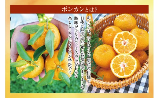 【先行予約】プレミア和歌山認定！ ポンカン姫 5kg 【1月上旬～2月上旬発送予定】 数量限定の極上ポンカン 柑橘類 ぽんかん フルーツ 果実 みかん ミカン オレンジ 旬 限定【sse103】