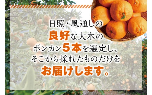 【先行予約】プレミア和歌山認定！ ポンカン姫 5kg 【1月上旬～2月上旬発送予定】 数量限定の極上ポンカン 柑橘類 ぽんかん フルーツ 果実 みかん ミカン オレンジ 旬 限定【sse103】