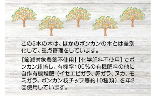 【先行予約】プレミア和歌山認定！ ポンカン姫 5kg 【1月上旬～2月上旬発送予定】 数量限定の極上ポンカン 柑橘類 ぽんかん フルーツ 果実 みかん ミカン オレンジ 旬 限定【sse103】