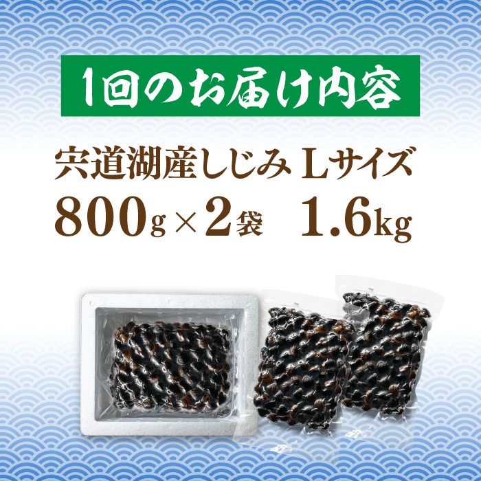 【全12回定期便】宍道湖産 冷凍大和しじみ 砂抜き済 Lサイズ800×2袋(1.6kg) しじみ市場株式会社[ALDK008]