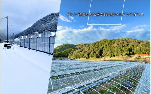 【先行予約】島根県限定!幻のぶどう“神紅(しんく)” 糖度20度以上、1房 約600g 2027年8月中旬より冷蔵発送!