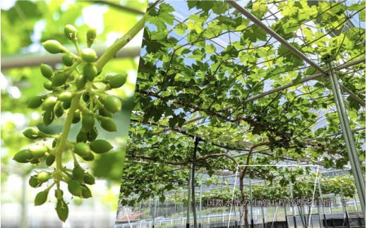 【先行予約】島根県限定!幻のぶどう“神紅(しんく)” 糖度20度以上、1房 約600g 2027年8月中旬より冷蔵発送!
