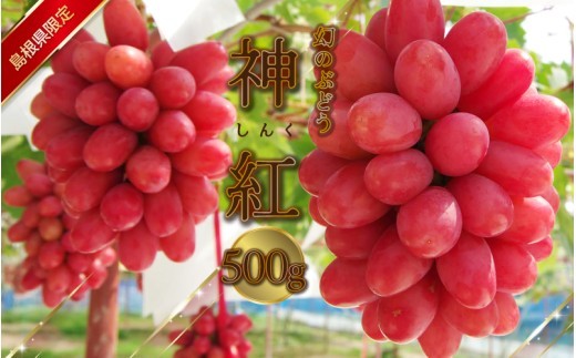 【先行予約】島根県限定!幻のぶどう ”神紅(しんく)” 1房 500g 2027年8月中旬より発送!