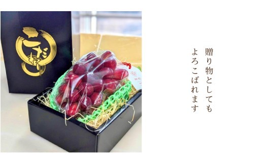 【先行予約】島根県限定!幻のぶどう ”神紅(しんく)” 1房 500g 2027年8月中旬より発送!