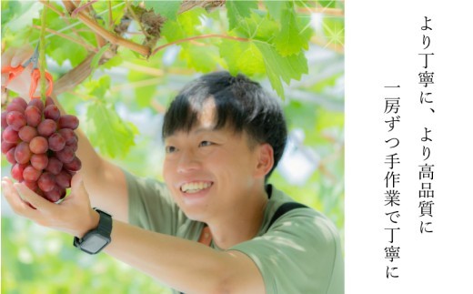【先行予約】【朝採直送】島根県限定栽培“幻の赤ぶどう”神紅（しんく）” 園長厳選 糖度20度以上、1房 500g以上の大房　2027年8月中旬より発送！