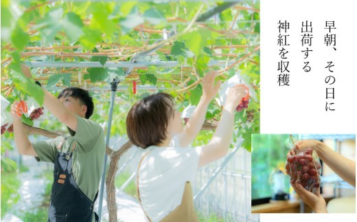 【先行予約】【朝採直送】島根県限定栽培“幻の赤ぶどう”神紅（しんく）” 園長厳選 糖度20度以上、1房 500g以上の大房　2027年8月中旬より発送！