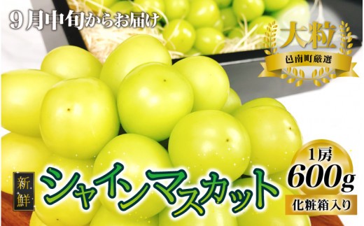 【先行予約】新鮮フルーツ シャインマスカット 1房 600g 果物 くだもの 化粧箱入り【9月中旬からお届け】