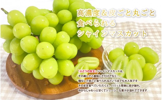 【先行予約】新鮮フルーツ シャインマスカット 1房 600g 果物 くだもの 化粧箱入り【9月中旬からお届け】