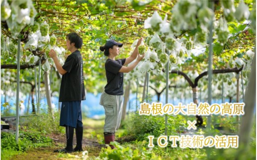 【先行予約】新鮮フルーツ シャインマスカット 1房 600g 果物 くだもの 化粧箱入り【9月中旬からお届け】