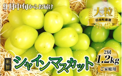 【先行予約】新鮮フルーツ シャインマスカット 1.2kg 果物 くだもの ご家庭用 9月中旬よりお届け