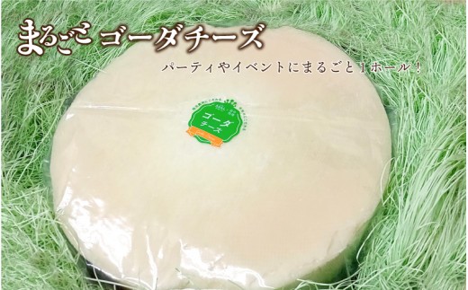 まるごと ゴーダチーズホール 8kg