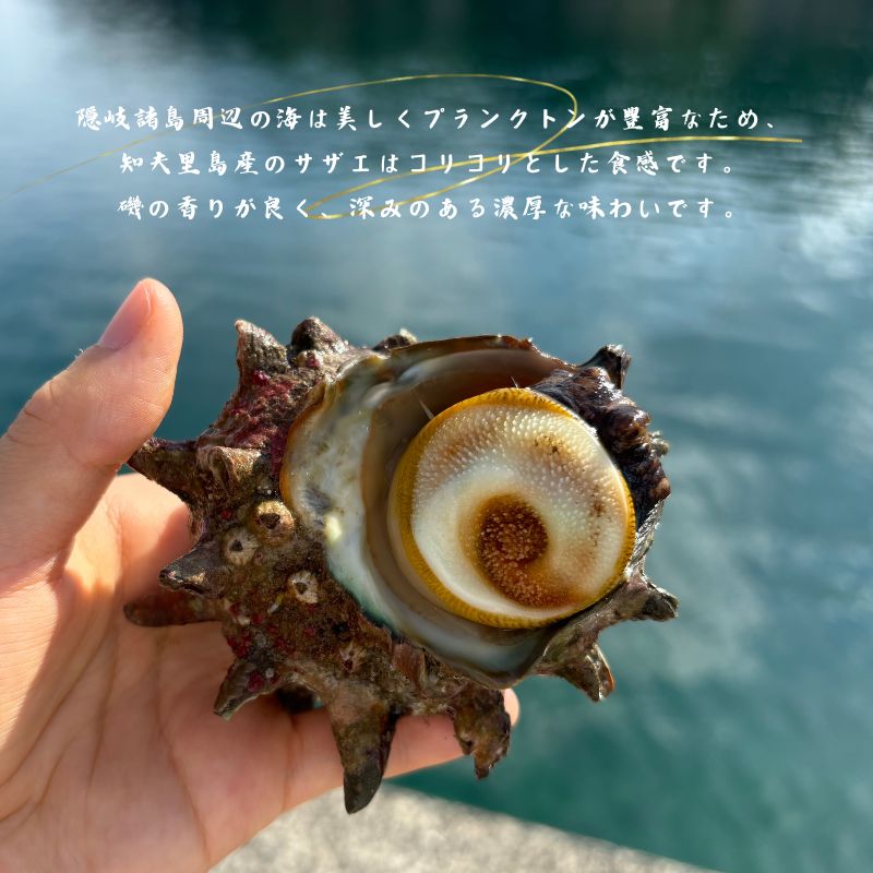 【知夫里島獲れ天然活さざえ3kgセット】隠岐諸島の新鮮なさざえをお届けします! 冷蔵便 サザエ 栄螺 貝 海鮮 BBQ さざえご飯 つぼ焼き 刺身 バーベキュー ギフト