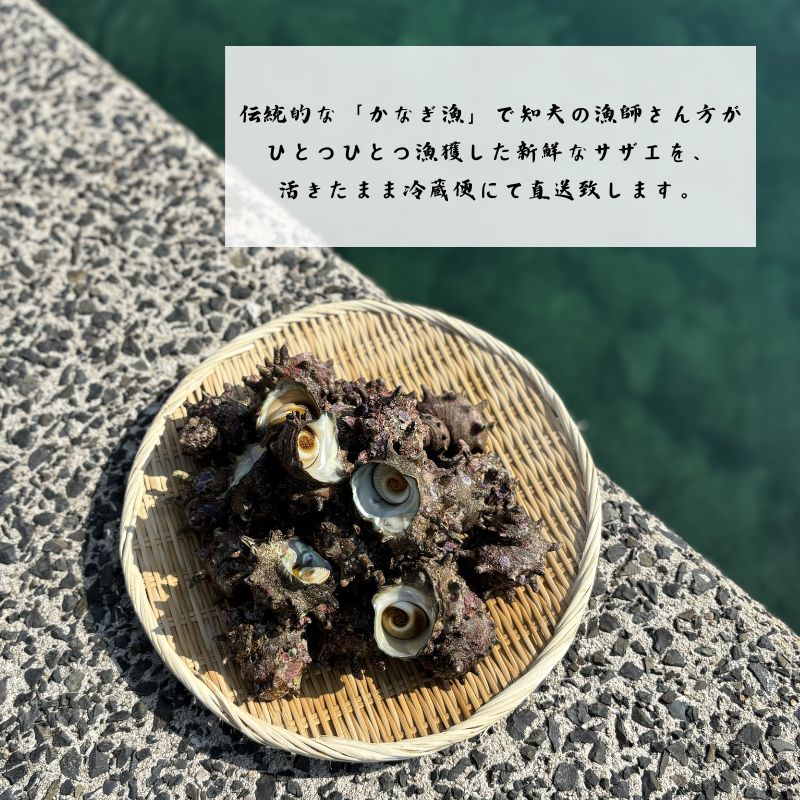 【知夫里島獲れ天然活さざえ3kgセット】隠岐諸島の新鮮なさざえをお届けします! 冷蔵便 サザエ 栄螺 貝 海鮮 BBQ さざえご飯 つぼ焼き 刺身 バーベキュー ギフト