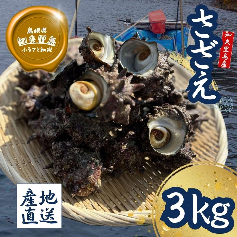 【知夫里島獲れ天然活さざえ3kgセット】隠岐諸島の新鮮なさざえをお届けします! 冷蔵便 サザエ 栄螺 貝 海鮮 BBQ さざえご飯 つぼ焼き 刺身 バーベキュー ギフト