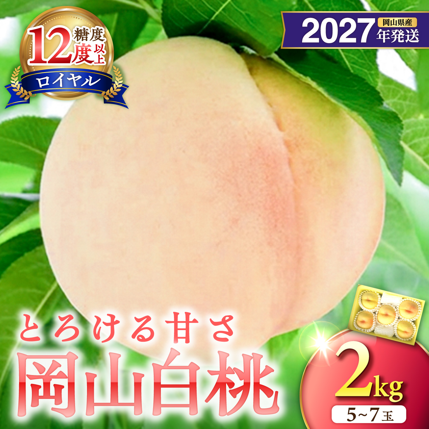 【2027年発送分・先行予約開始！】岡山県産 白桃 最高ランク！「ロイヤル」約2kg（5～7玉）（令和9年7月以降発送）