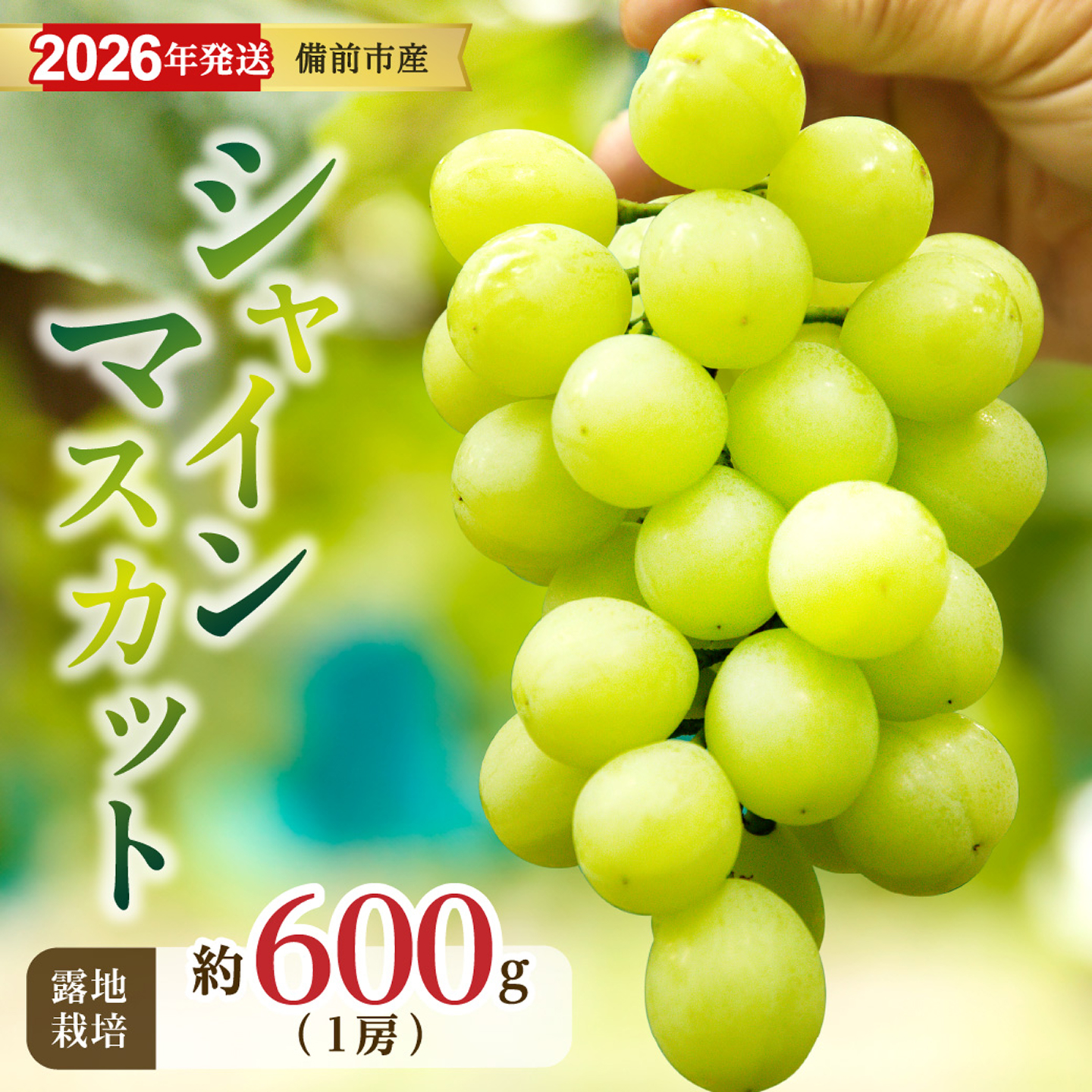 【2026年発送分　先行受付開始！】びぜん葡萄「シャインマスカット」（露地栽培）1房入（令和8年9月上旬～10月下旬頃発送）【 岡山県備前市産 シャインマスカット 露地栽培 】