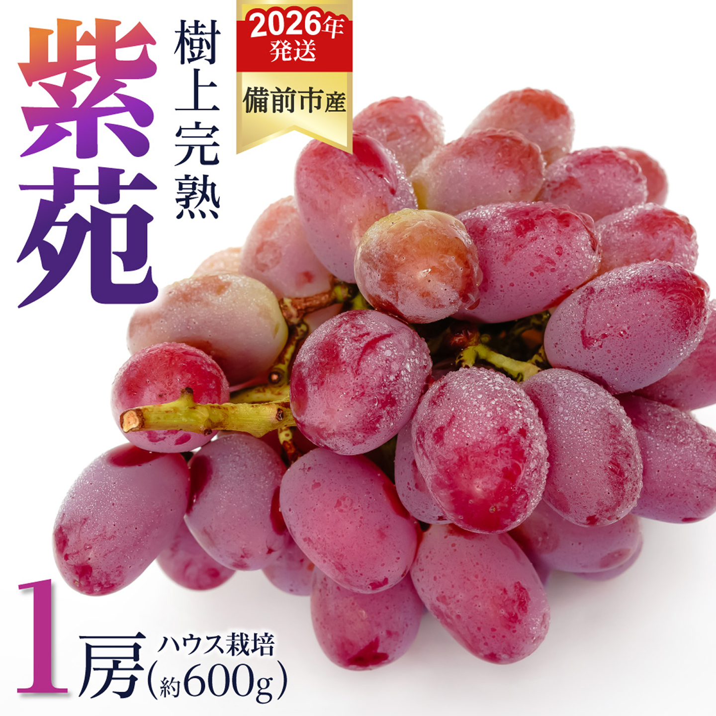【2026年発送分　先行予約開始！】びぜん葡萄「紫苑」（ハウス栽培）1房入（令和8年10月中旬～11月下旬頃発送）【 岡山県備前市産 紫苑 ハウス栽培 1房 約600ｇ 樹上完熟 】