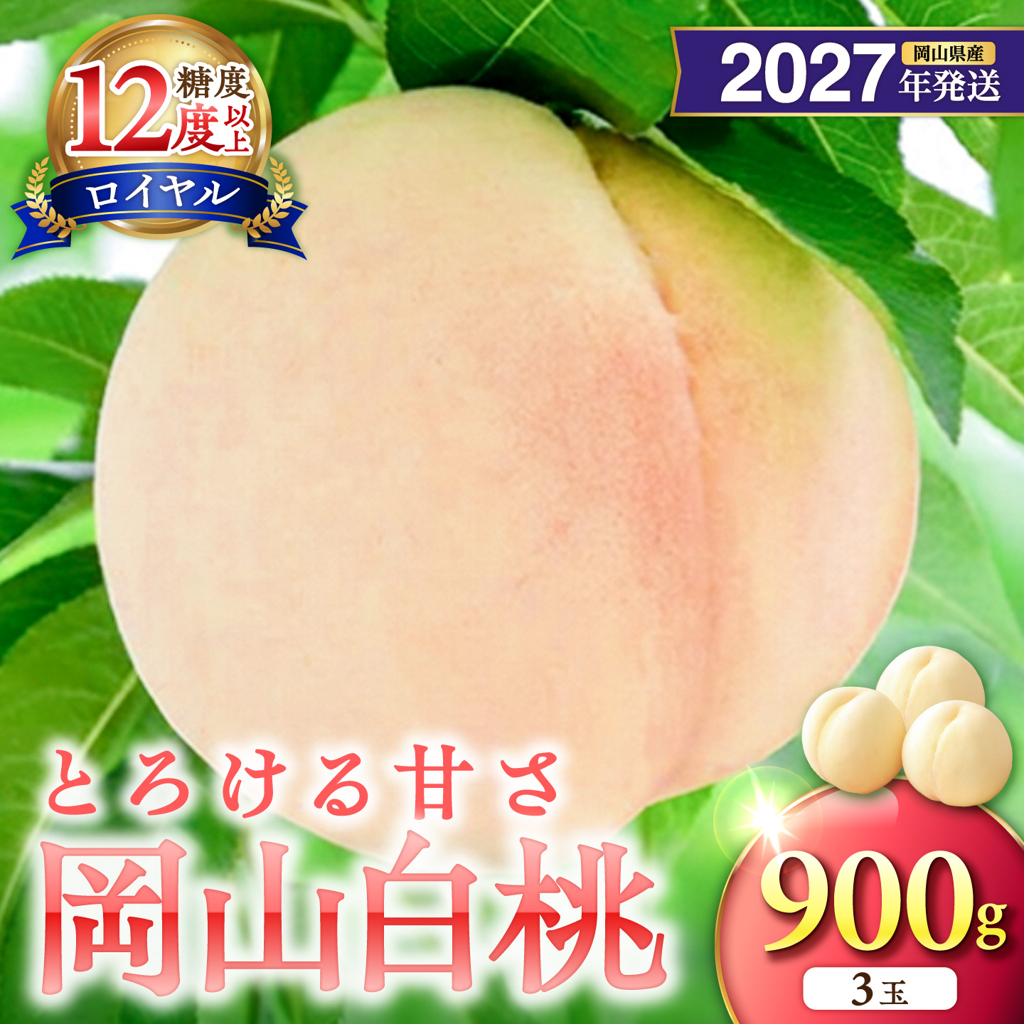 【2027年発送分・先行予約開始！】岡山県産 白桃 特秀 「ロイヤル」中玉 約900g 3玉（令和9年7月～8月上旬頃発送）